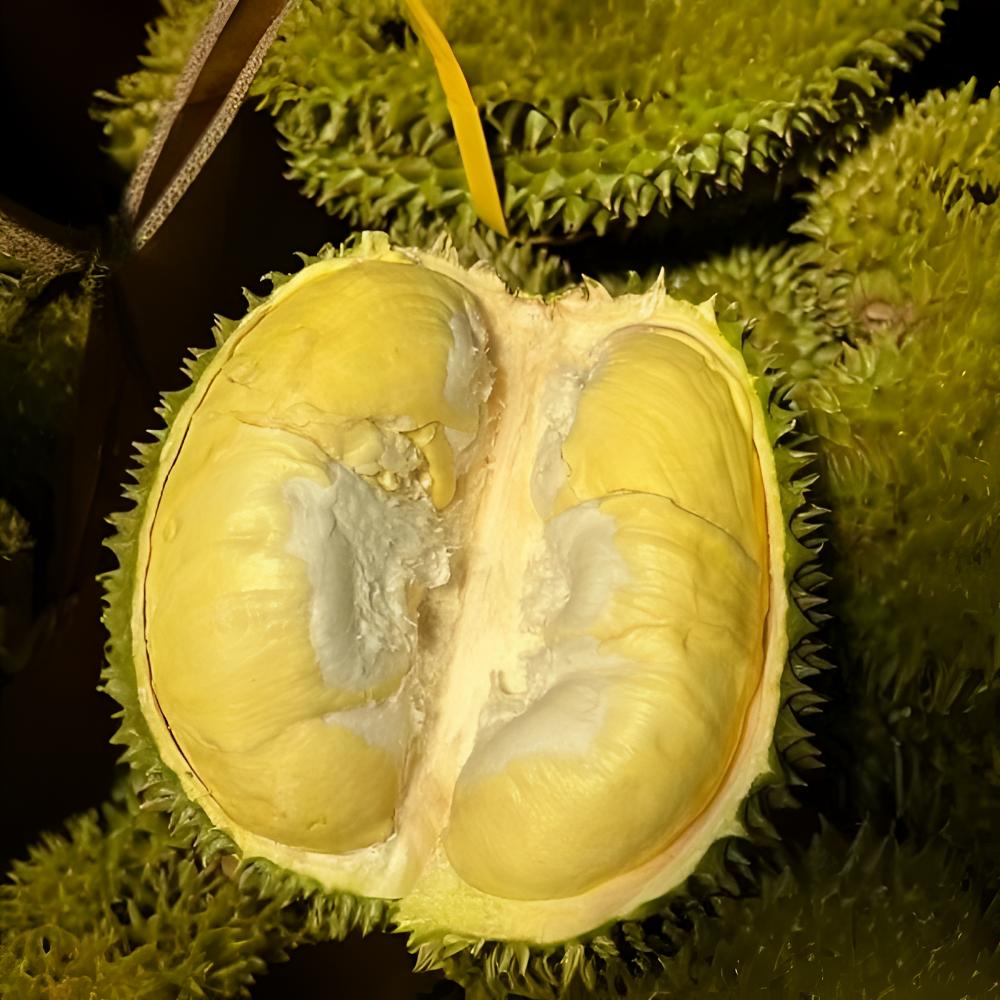 树熟 鲜榴莲手挑 金枕 一果一重 核小金枕越南