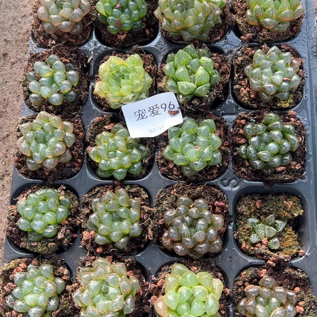 直播福利一物一拍96