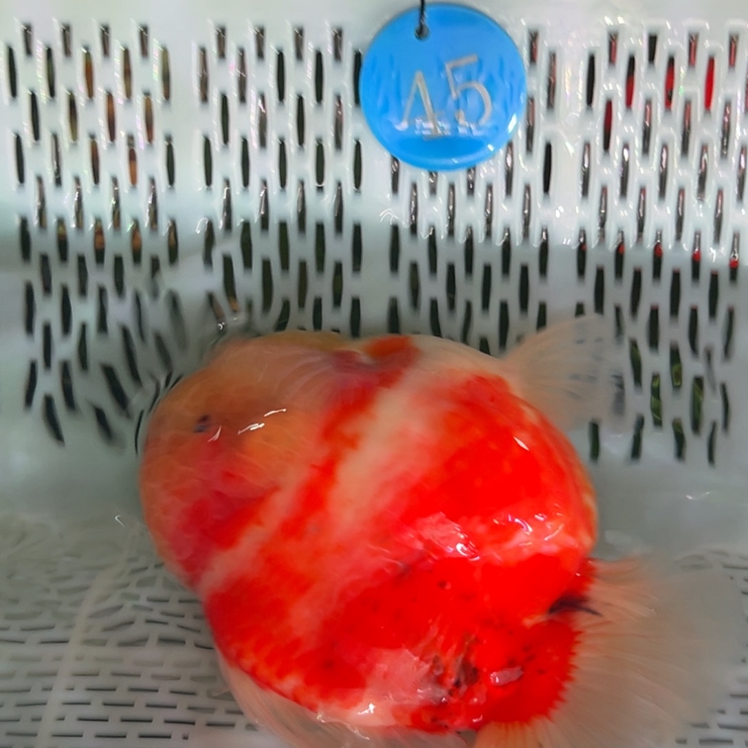 @***8金鱼你好点没有嘛你是谁