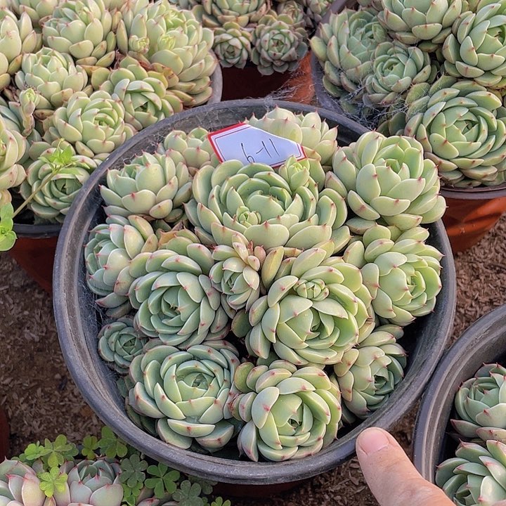 笨吧多头群生6-11好的