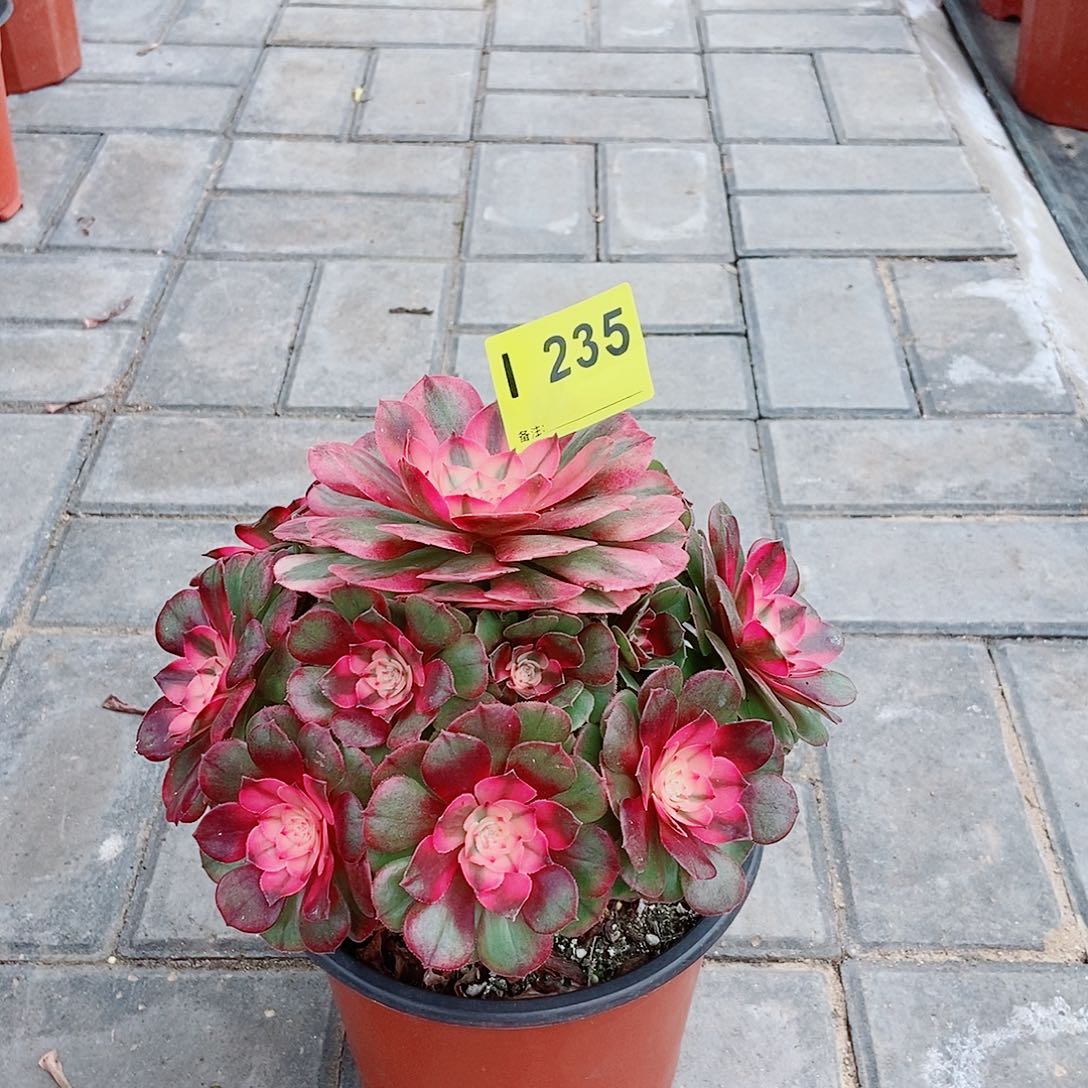 梅***贝2荔枝特价235。冠服20