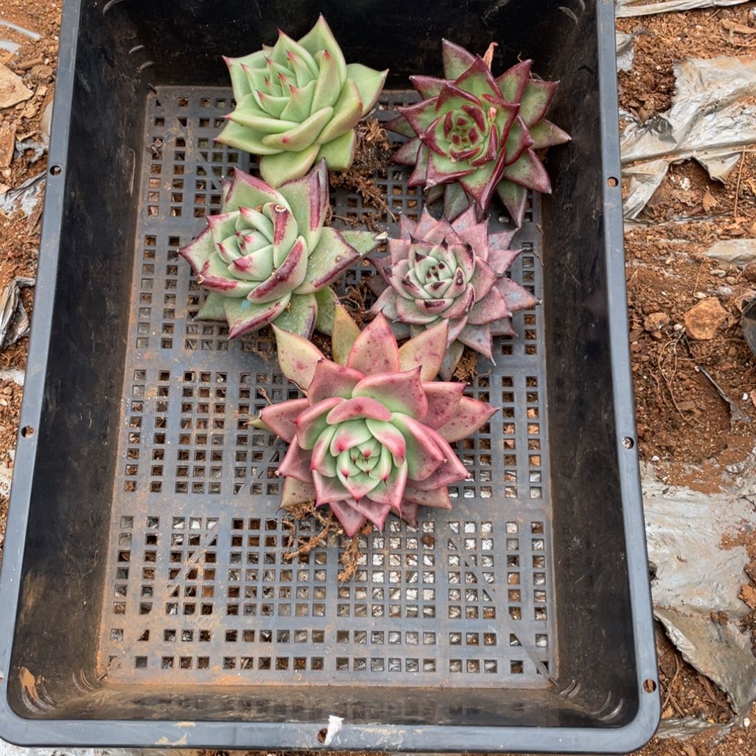 无花朵若如东云单拍D461