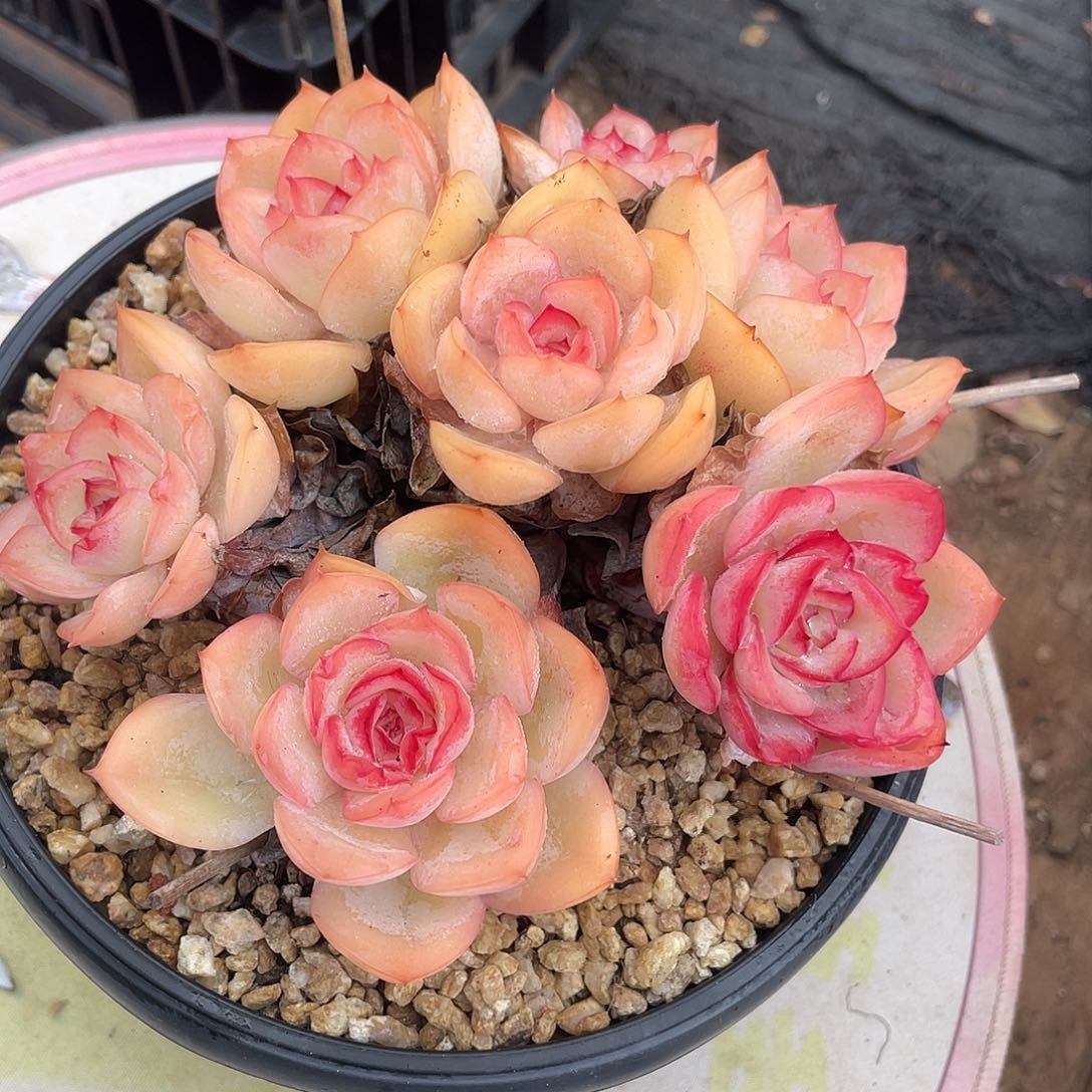 晨露时光多肉一物一拍