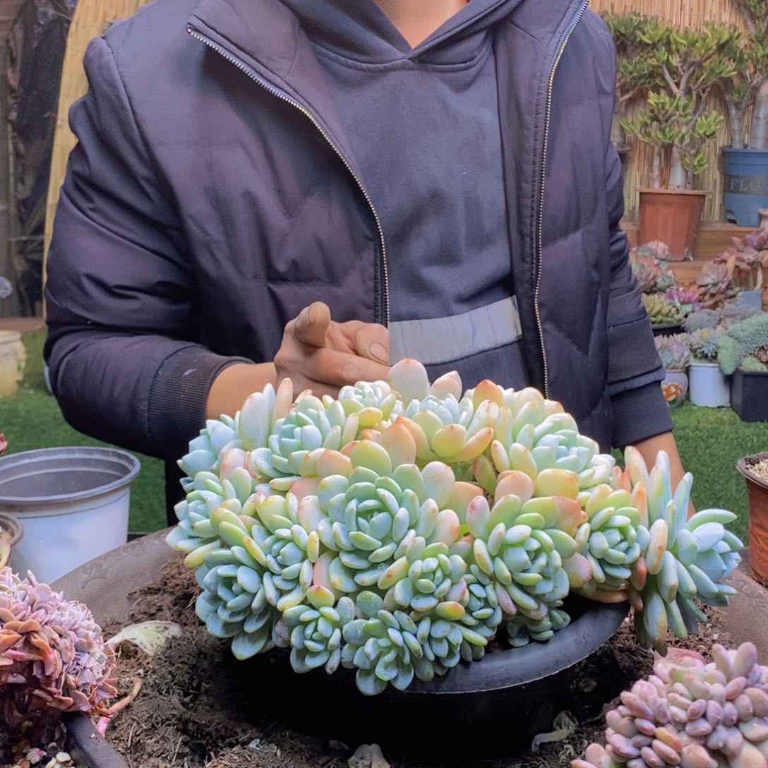 心**阳97号冷香00000