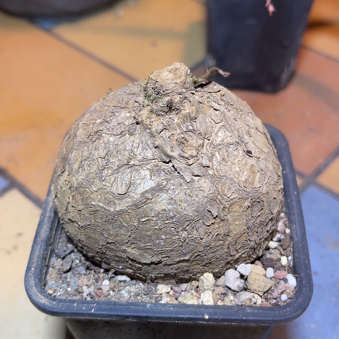 实生山乌龟块根一物一拍