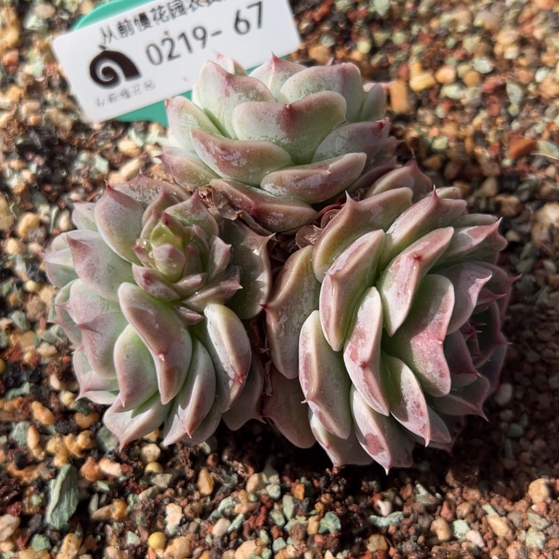 从前慢多肉精选编号0219.67
