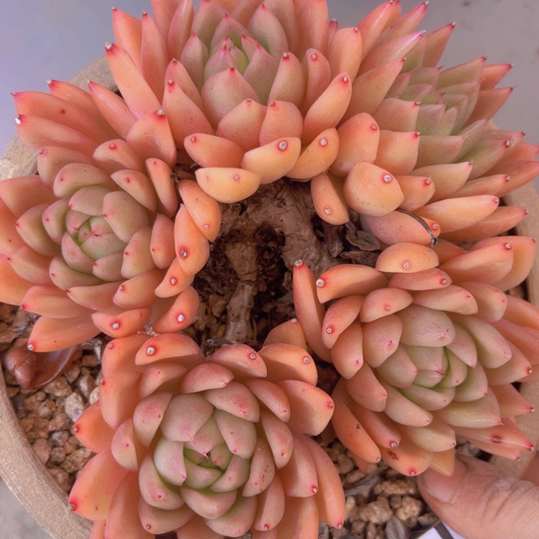 东云杂28158多肉植物