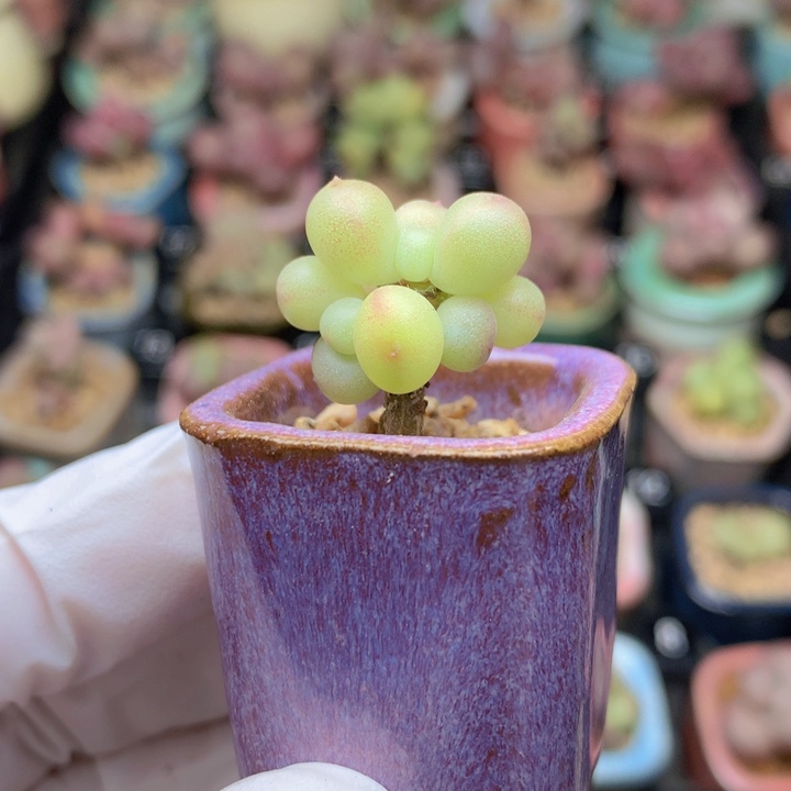 033 萤火虫 超透 3头 木质