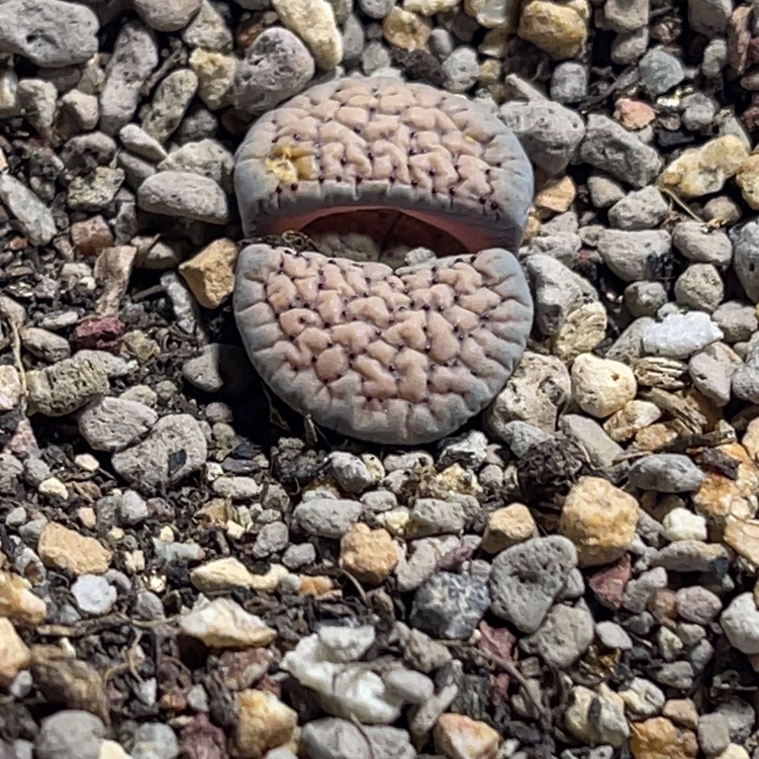 7827血点朝贡爆珠