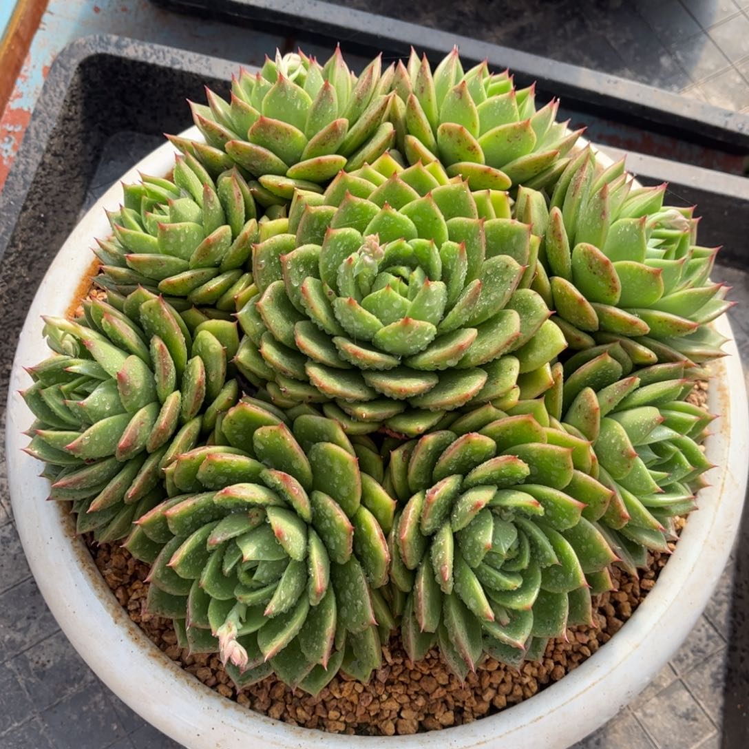 精品多肉一物一拍