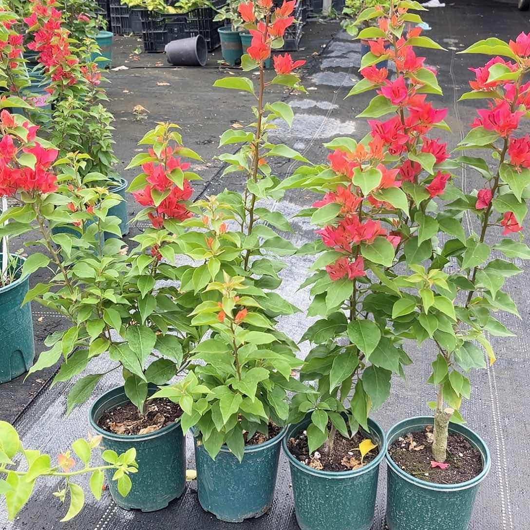 完全开放红狐狸掌中宝一颗