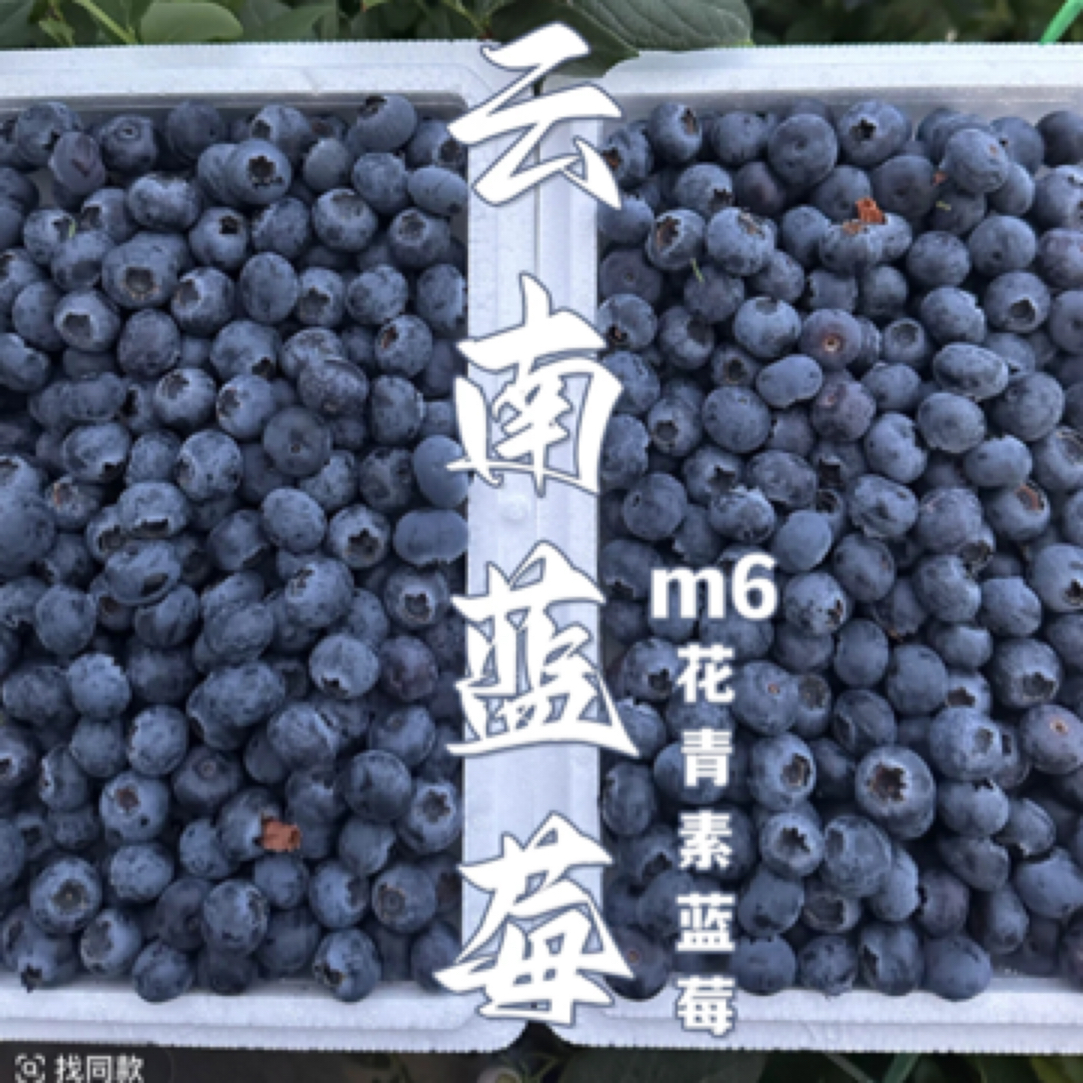 云南蓝莓 脆甜可口 基地空运直发 新鲜到货