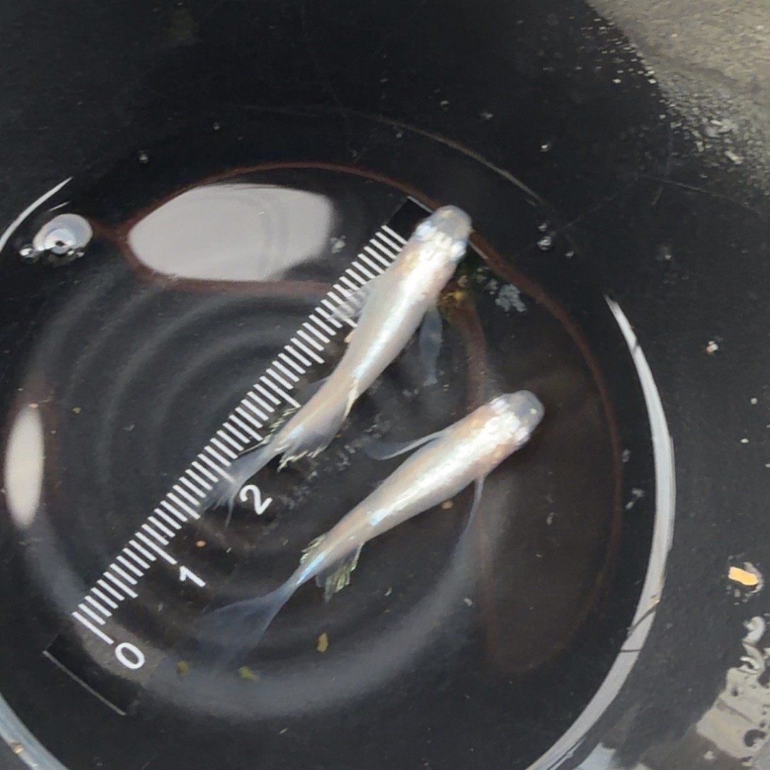 青鳉鱼观背青鳉43