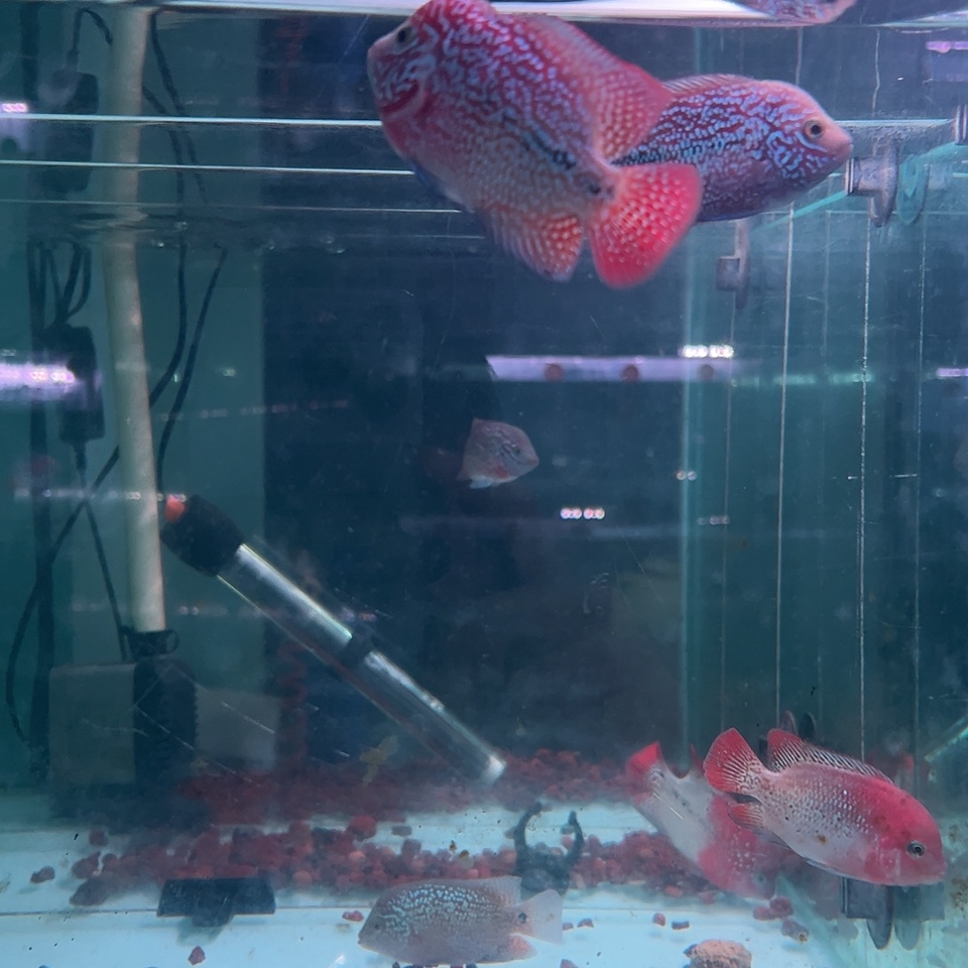 罗汉鱼古幻罗汉观赏鱼