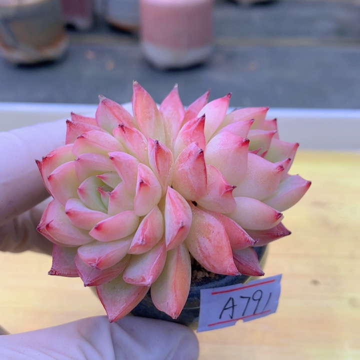 一物一拍满38包邮A791