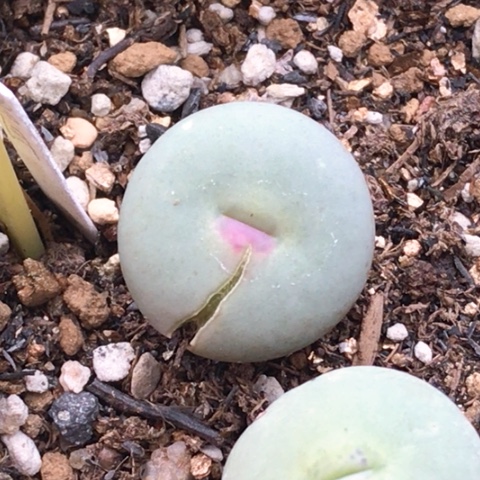 多肉肉锥 Sh433Ｖ嘴