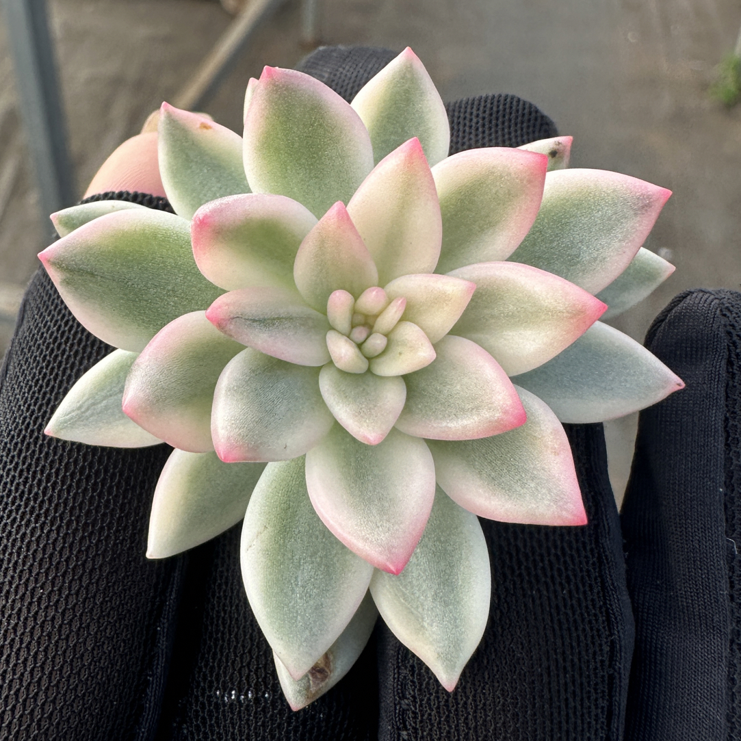拉菲锦（独家）砍头，多肉植物