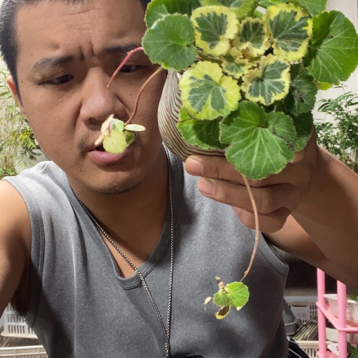 想***猫以实际为准绿植盆景盆栽九
