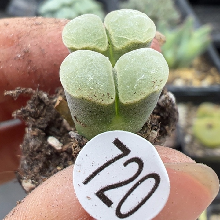 720号1111111111111111