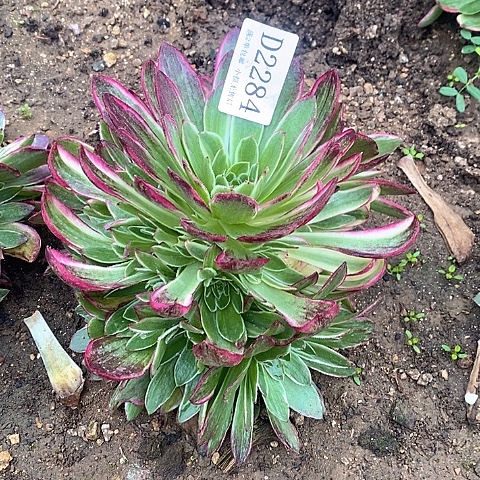 2284海王多肉法师锦