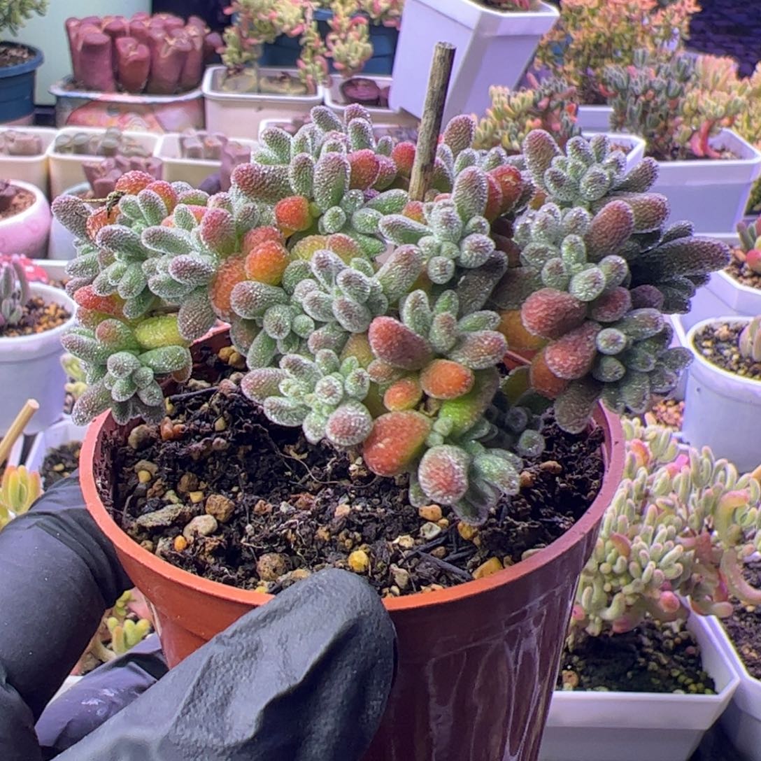 多肉植物枝干冰晶紫色优选