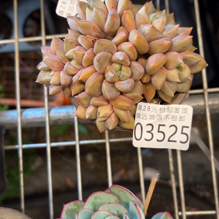 幸运儿是个很有幸运