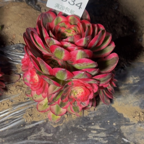 荔枝多肉多肉1334