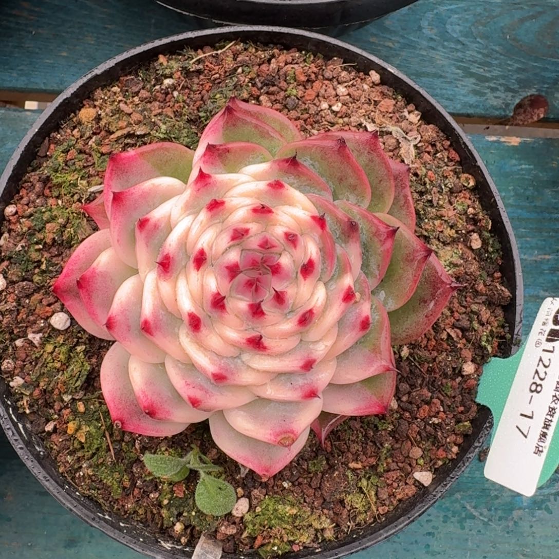 L***向从前慢多肉编号1228-17