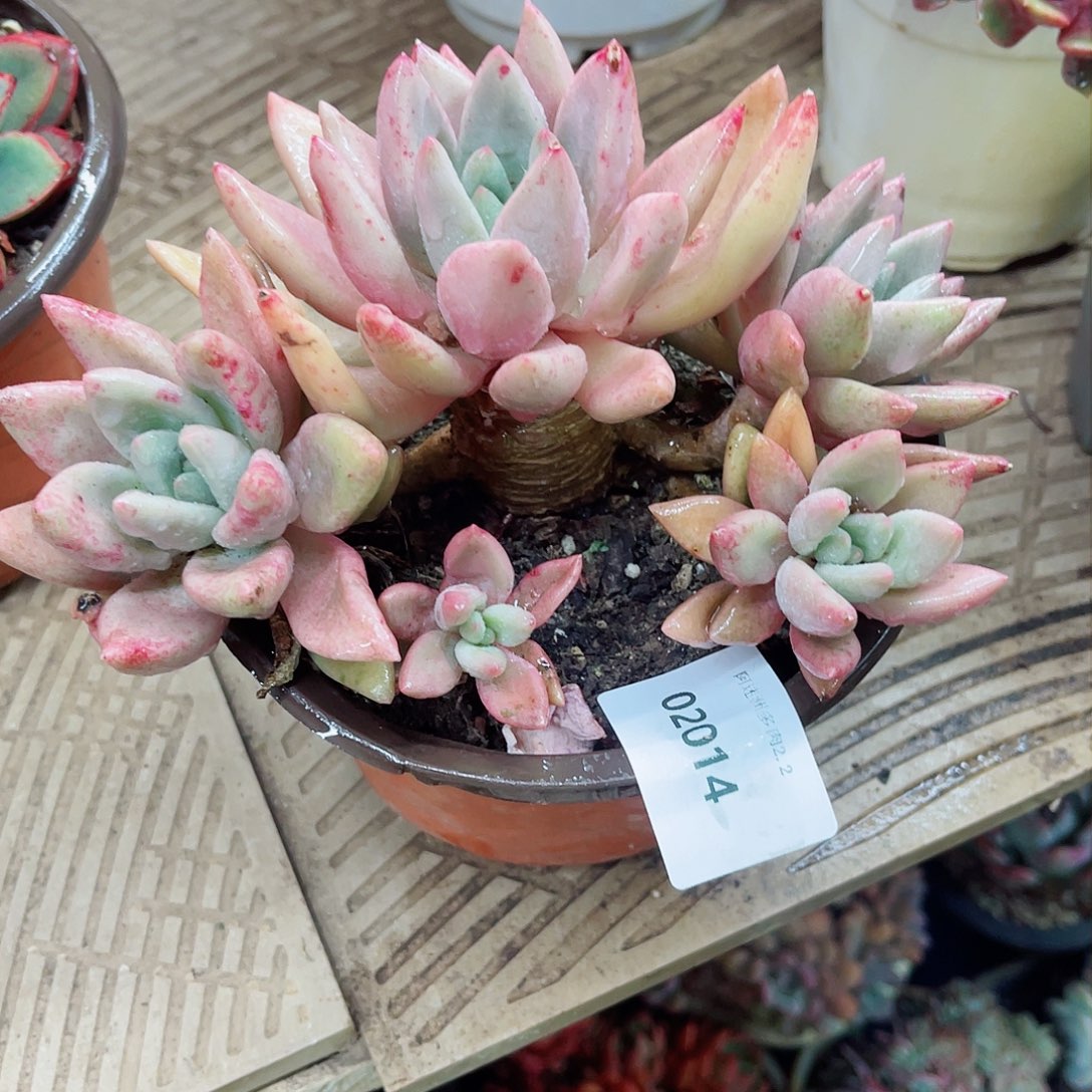 東****～02014多肉植物