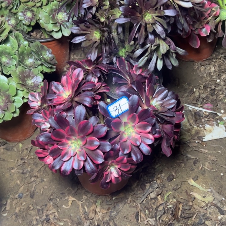 ღ***࿐多肉植物有砍断枝不包31