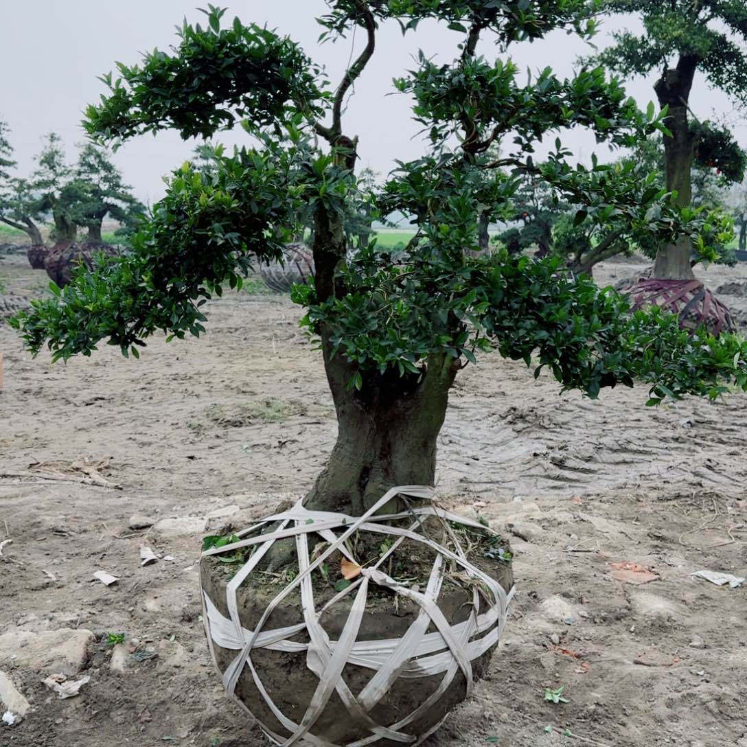 无花朵金弹子盆景3500，xx