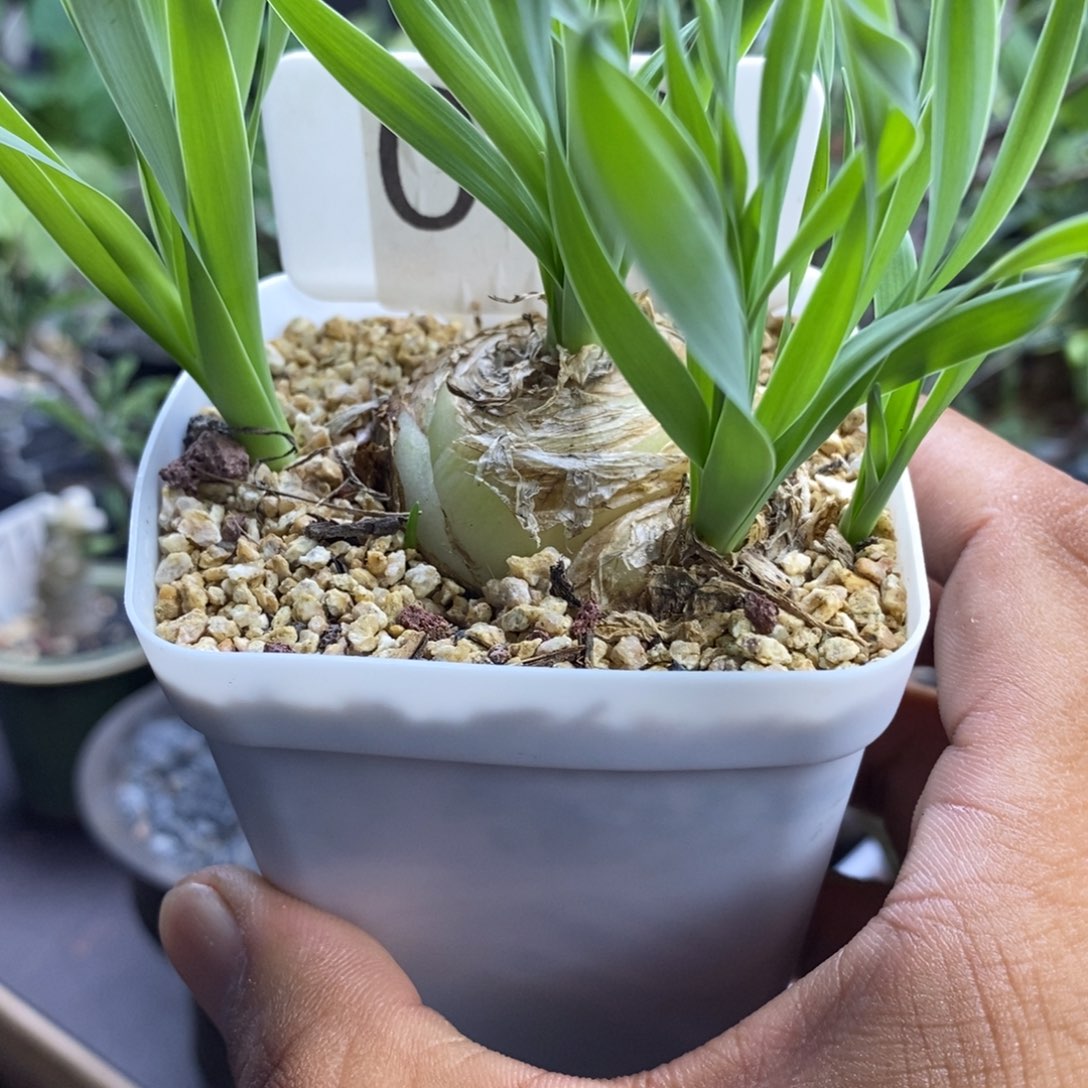 老***K一物一拍宽叶弹簧草