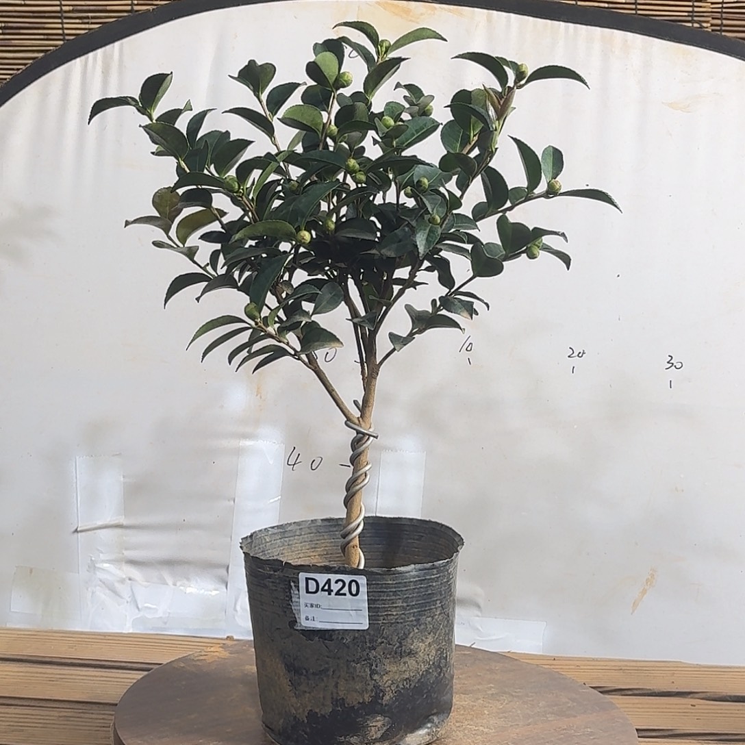 无花朵420朝仓36.8