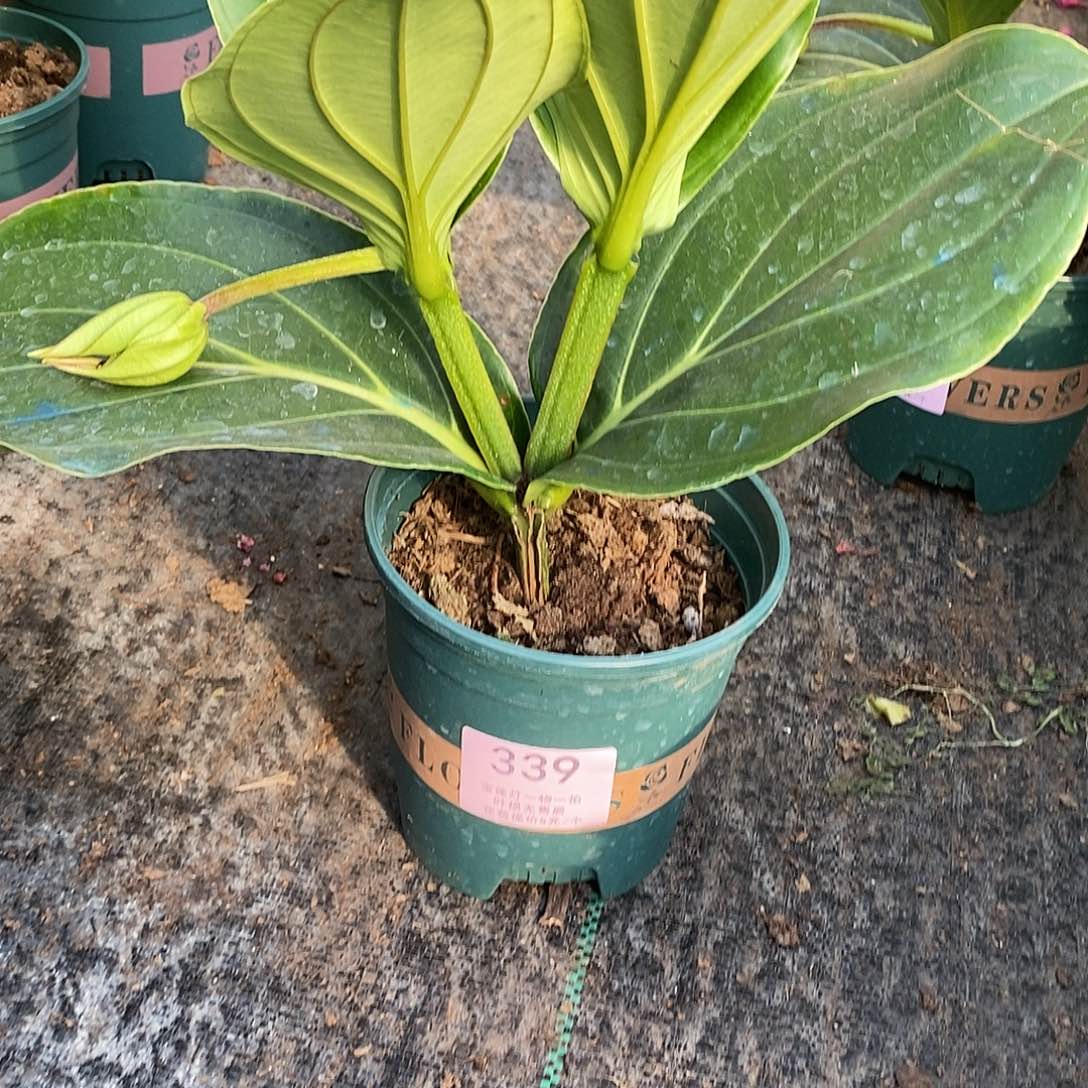 木本植物?**。木本花卉339