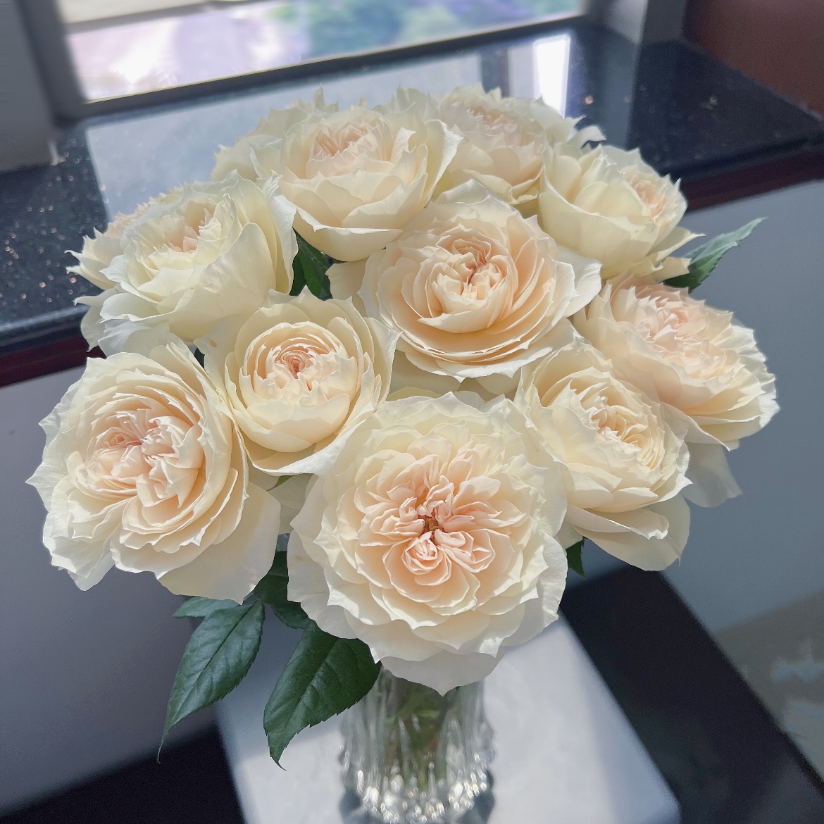 歌剧皇后爬藤月季花丛生盆栽花卉庭院耐晒耐寒可藤可灌