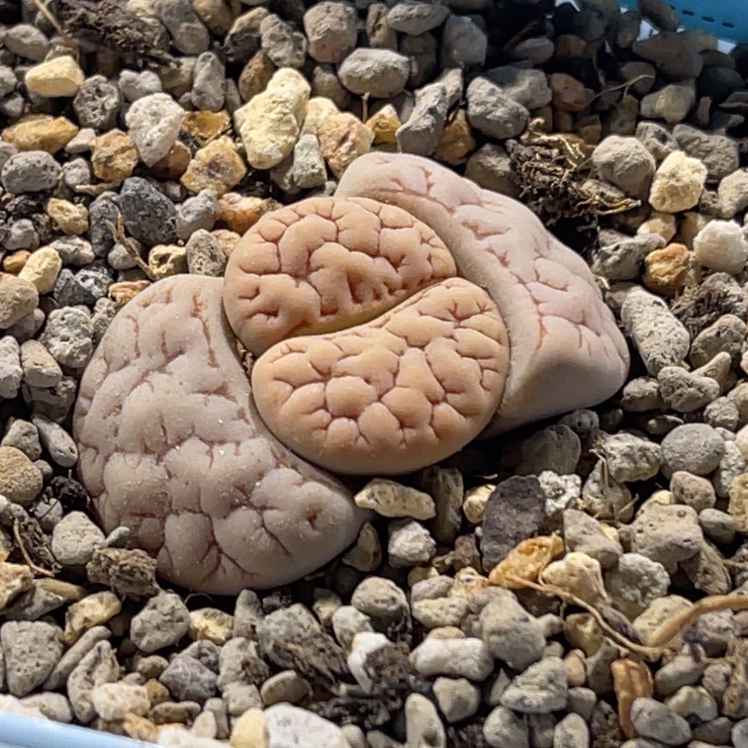 6187脑纹189一颗。 