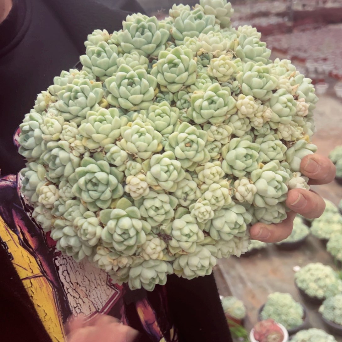 厚叶月影超大盆带盆土