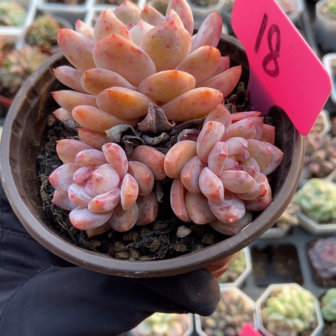 18橙子多肉植物了多肉