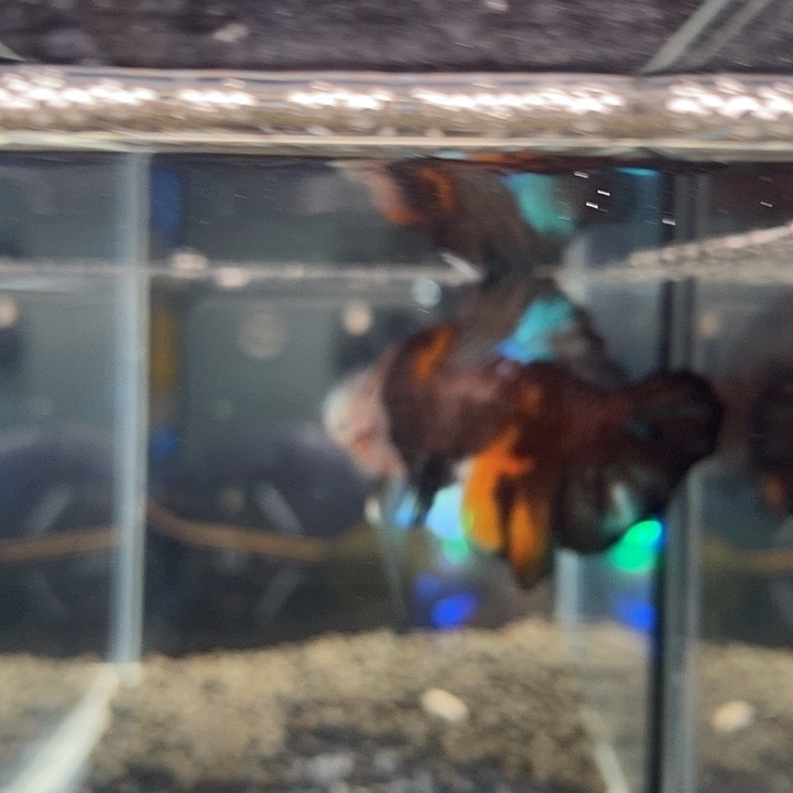 斗鱼黑22号巨斗将军