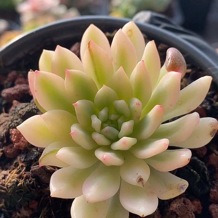 蓝苹果白腹轮多肉植物