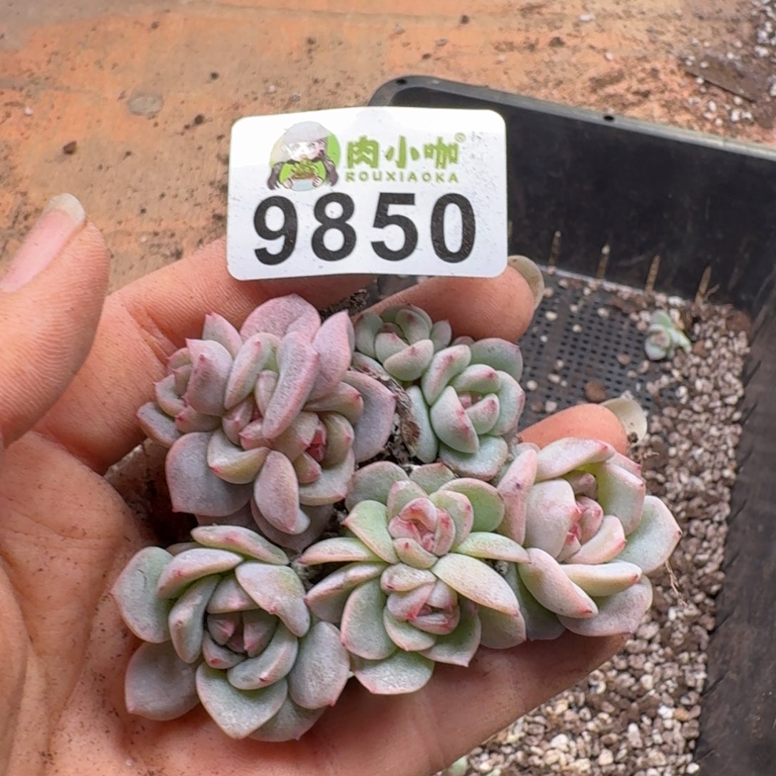 多肉植物多肉植物