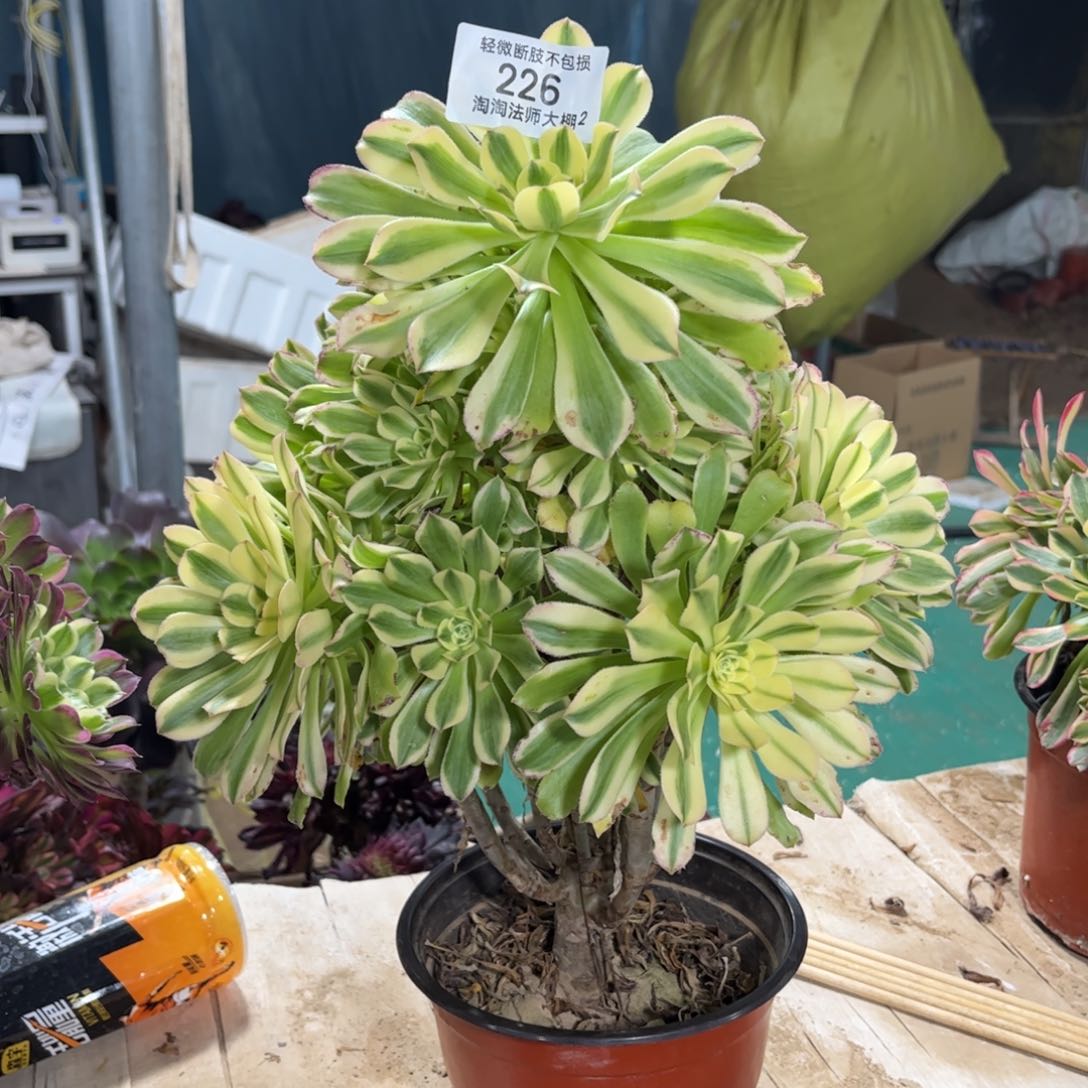 226艳日伞多肉植物法师