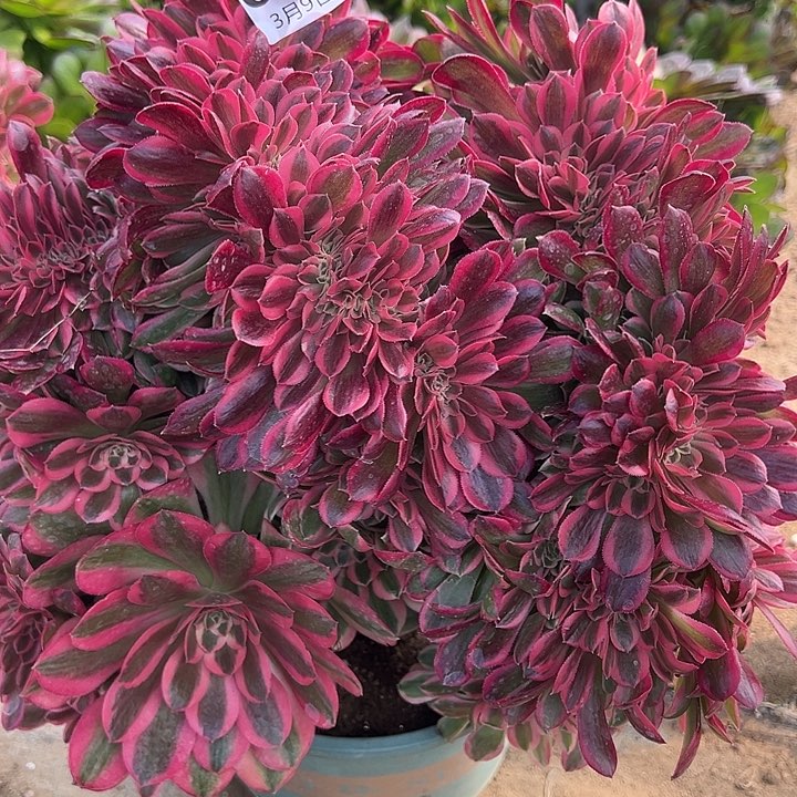 君3.9-64女巫缀多肉1