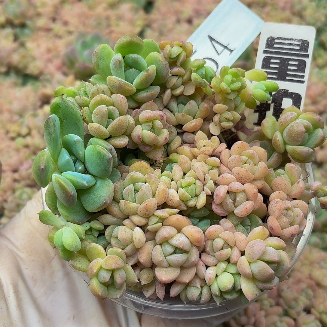 多肉植物多肉植物54量拍
