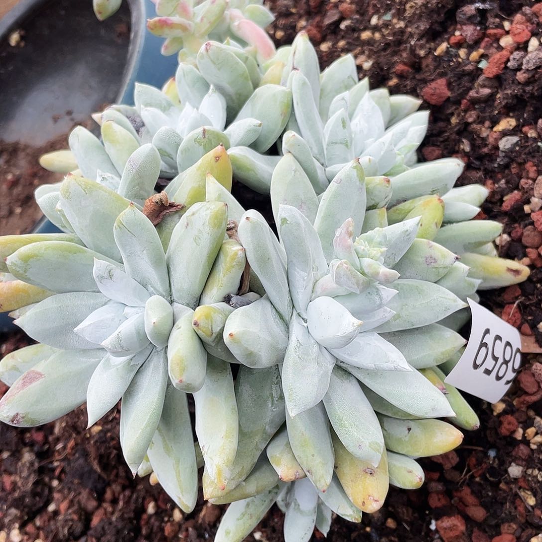 ?****猹拇指多头老桩6859