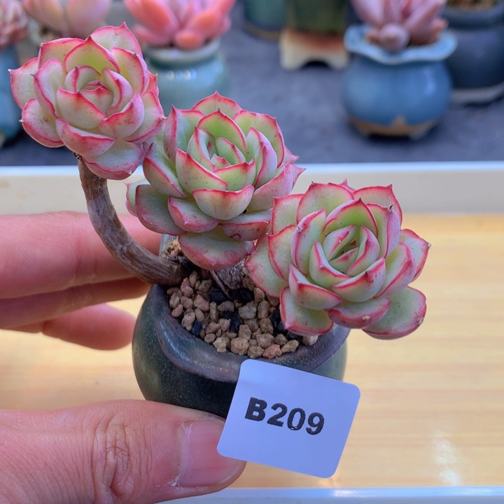 一物一拍满38包邮B209
