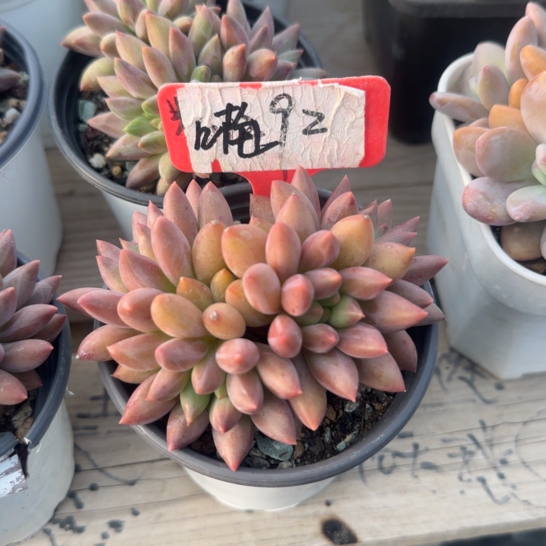 红蜻蜓群老桩多肉五十包邮