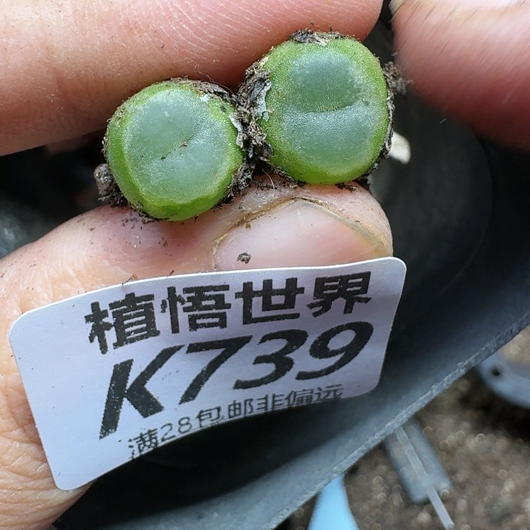 多肉植物的润泽rgjj