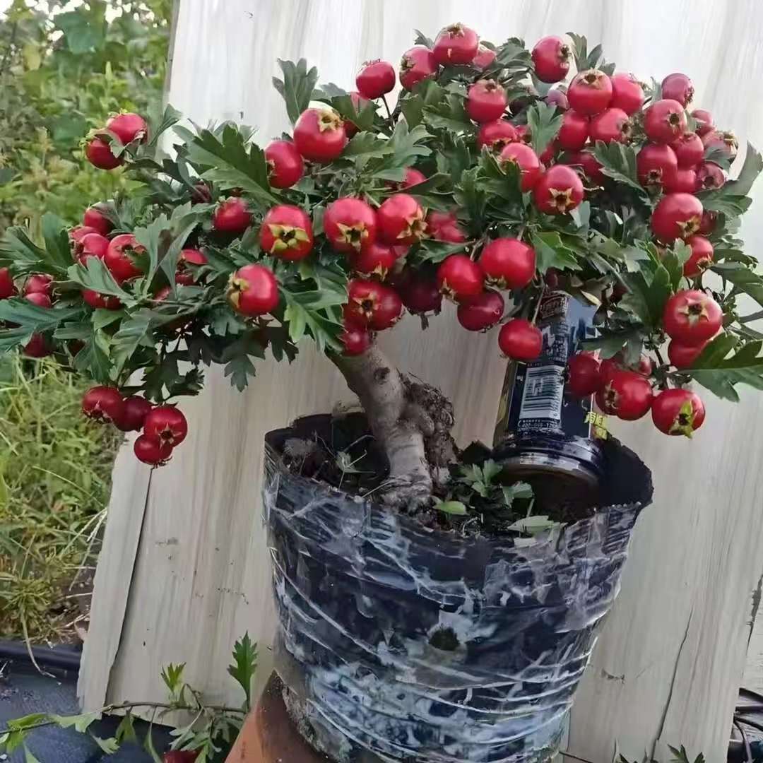 【当年结果】大金星山楂树带花苞耐寒耐旱好养活