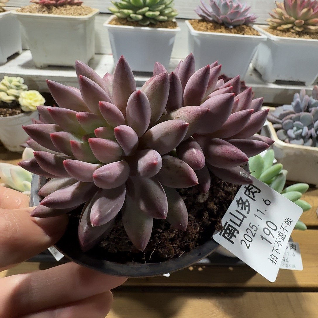 双头虞美人1106-190